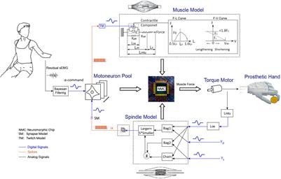 Biorealistic Control of Hand Prosthesis Augments Functional Performance of Individuals With Amputation